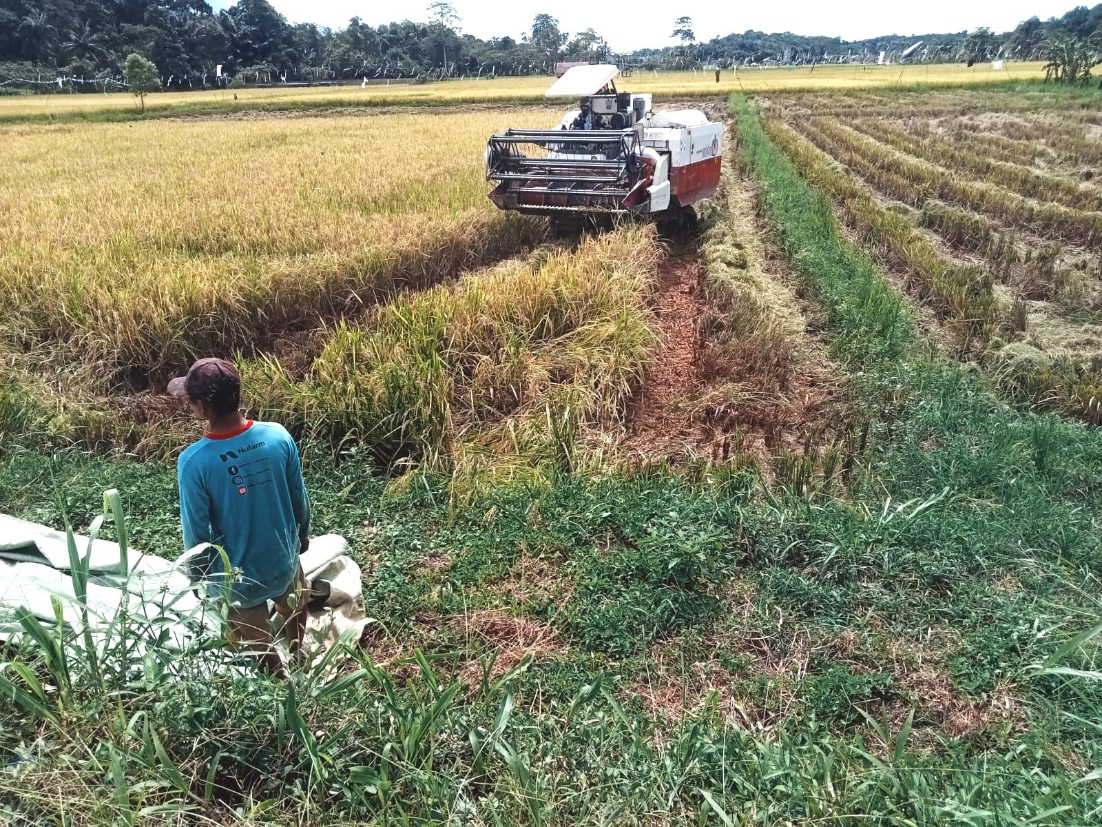 Babinsa Rapak Lambur Lakukan Pendampingan Panen Padi Bersama Pok Tan