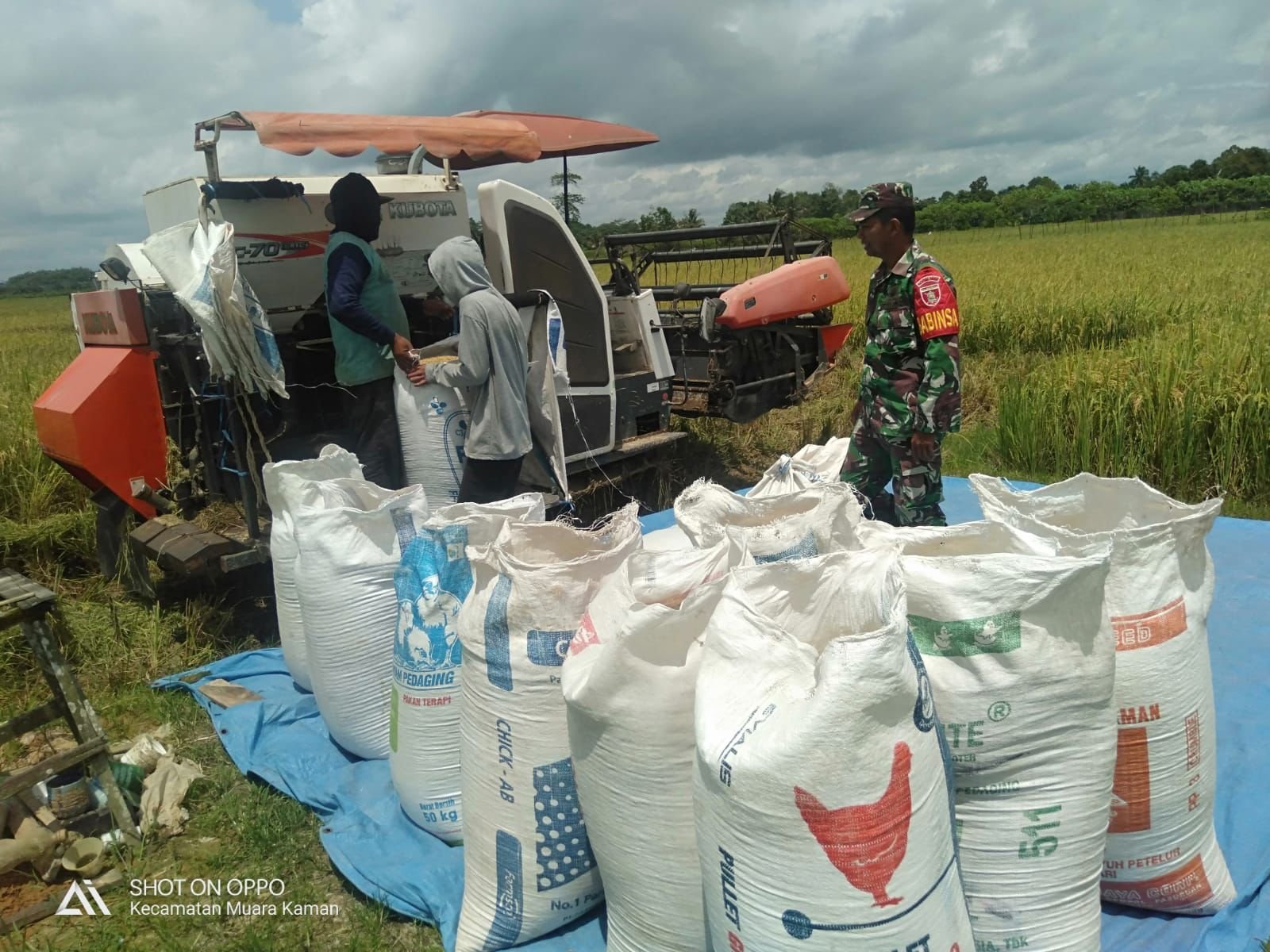 Tingkatkan Ketahanan Pangan, Babinsa Bersama Petani Lakukan Panen Padi