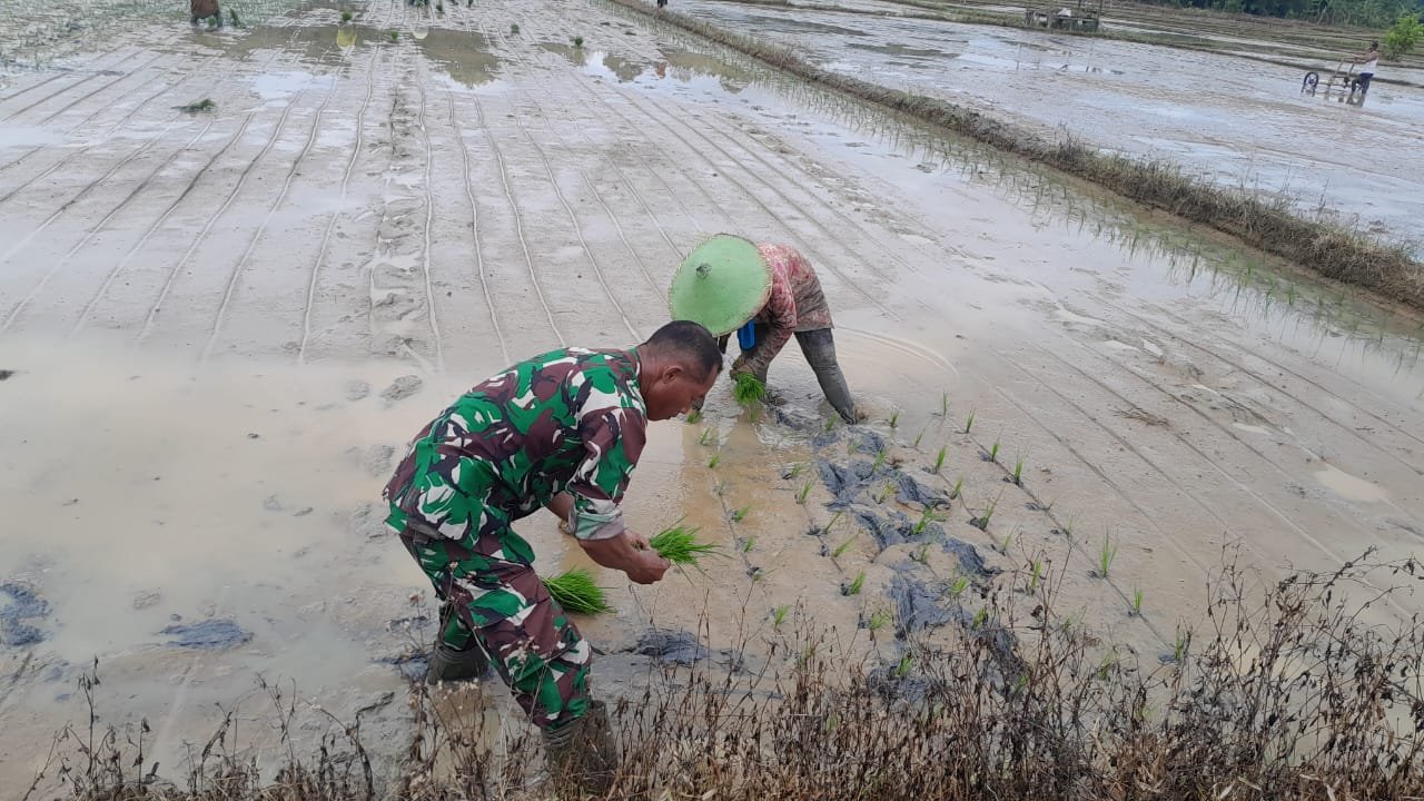 Pendampingan Babinsa kepada Petani dalam Penanaman Padi