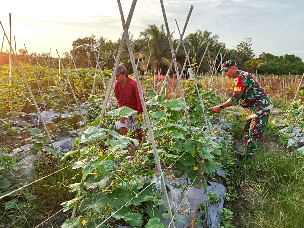Tingkatkan Ketahanan Pangan, Babinsa Aktif Dampingi Petani Timun di Wilayah Binaan Tingkatkan Ketahanan Pangan, Babinsa Aktif Dampingi Petani Timun di Wilayah Binaan