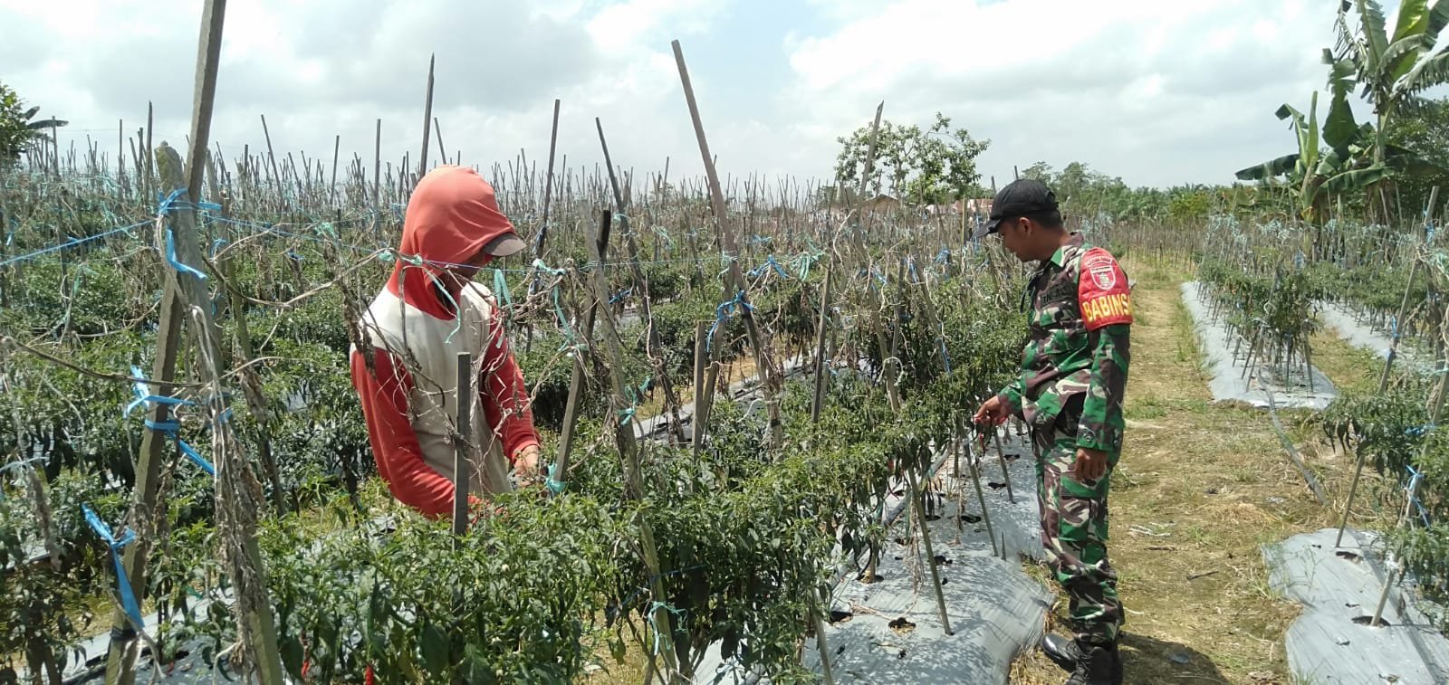 Berikan Motivasi, Babinsa Lakukan Pendampingan Pada Petani Hortikultura