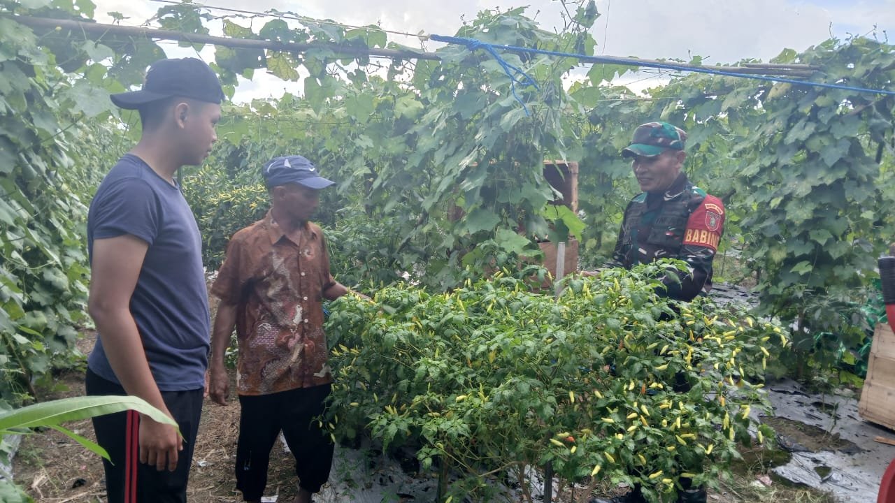 Wujud Kebersamaan, Babinsa Aktif Dampingi Petani Gambas Dalam Mendukung Ketahanan Pangan Di Wilayah Wujud Kebersamaan, Babinsa Aktif Dampingi Petani Gambas Dalam Mendukung Ketahanan Pangan Di Wilayah