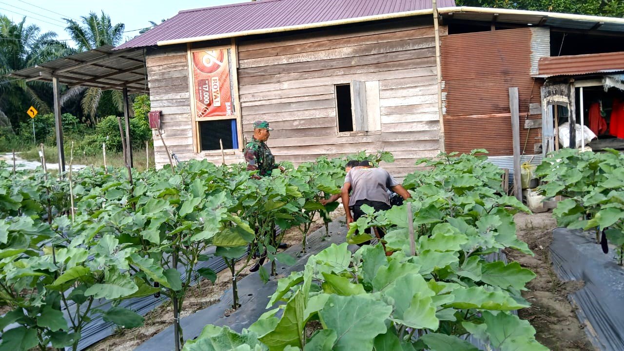 Melalui Pendampingan kepada Petani Terong, Babinsa Harapkan Kesejahteraan Petani Meningkat