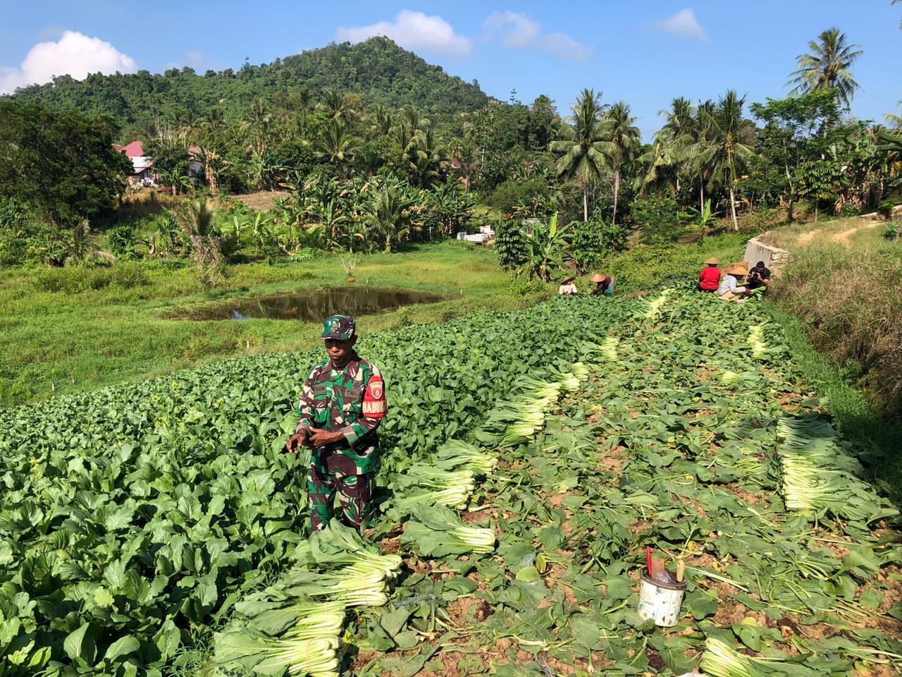 Kemanunggalan TNI Dengan Rakyat Terjalin Erat Melalui Pendampingan Babinsa Kepada Petani Sayuran