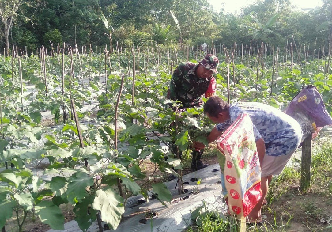 Babinsa Panca Jaya: Produktivitas Terong Diharapkan Mampu Penuhi Kebutuhan Sayur Masyarakat