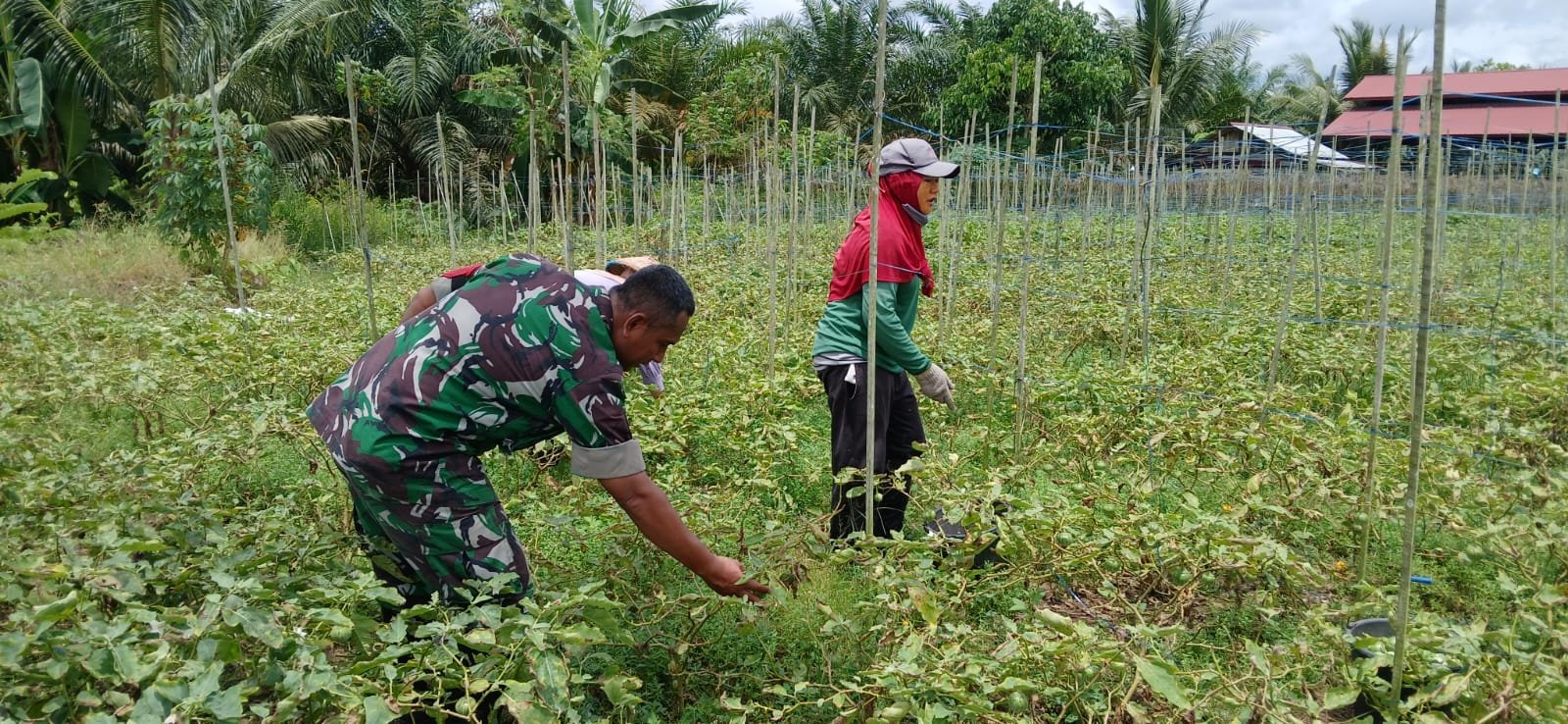 Babinsa Pererat Kemanunggalan Dengan Petani Melalui Pendampingan Panen Terong