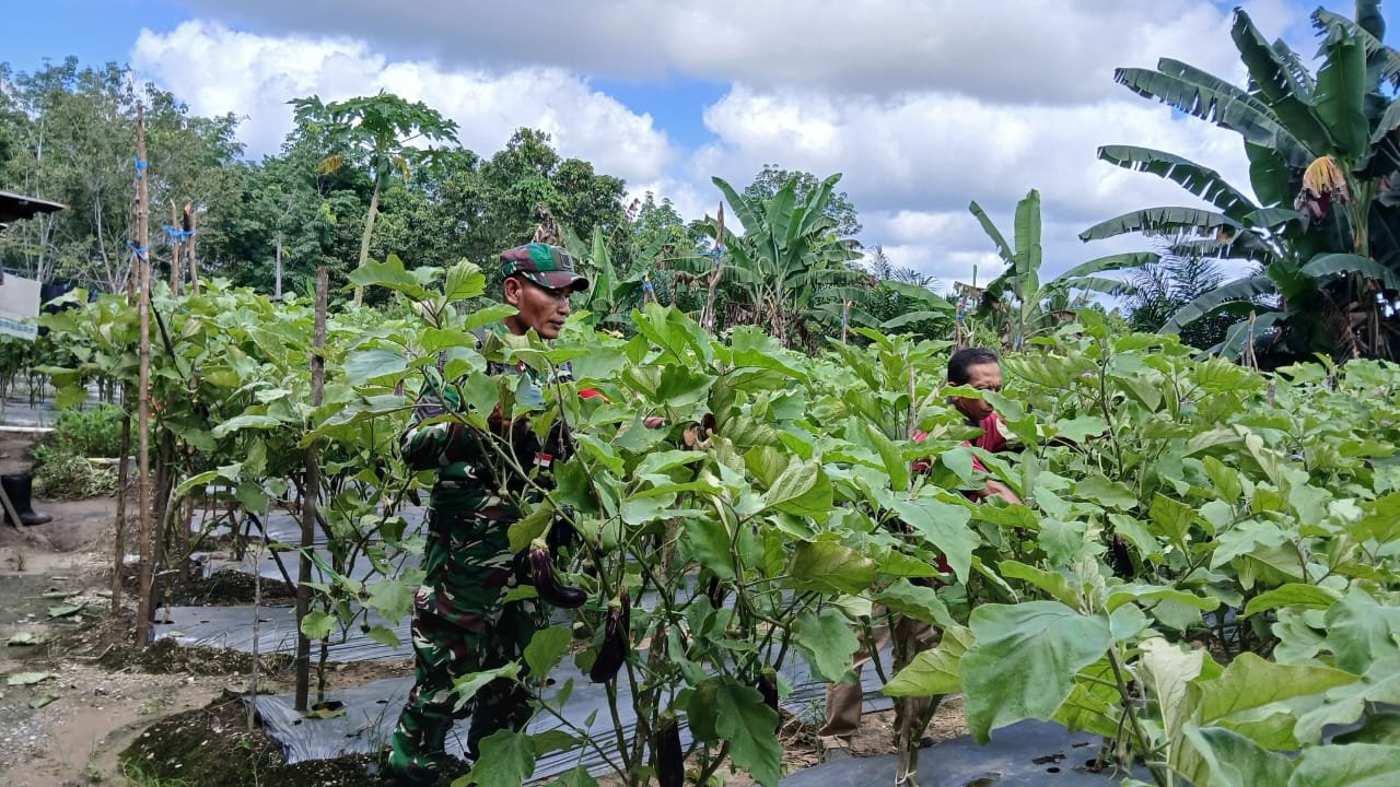 Babinsa Aktif Dampingi Petani Terong Sebagai Bentuk Kedekatan Dengan Masyarakat