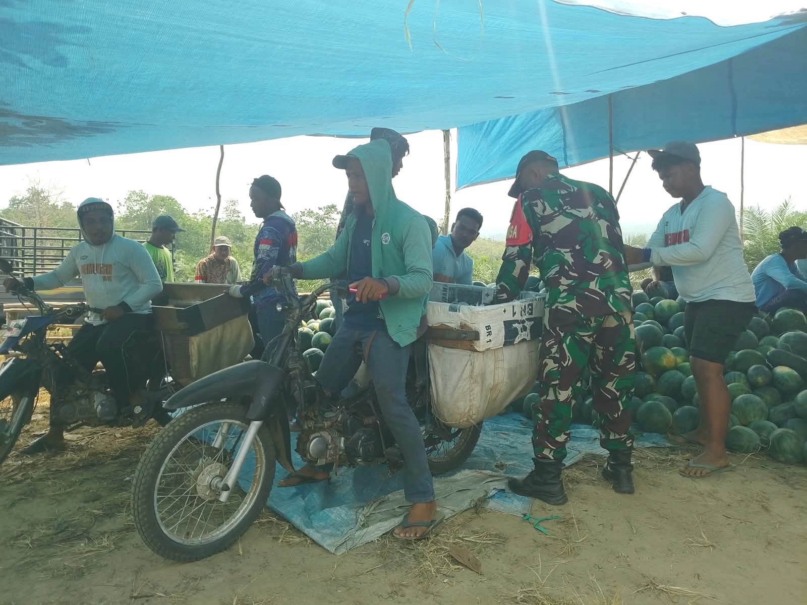 Perkuat Ketahanan Pangan Di Wilayah, Babinsa Dampingi Petani Panen Semangka Perkuat Ketahanan Pangan Di Wilayah, Babinsa Dampingi Petani Panen Semangka